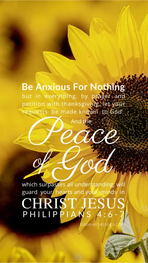 Christian Wallpaper – Sunflower Philippians 4:6-7