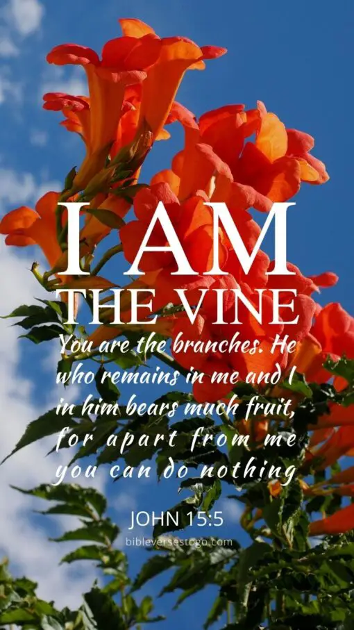Christian Wallpaper - Tecoma Vine John 15:5