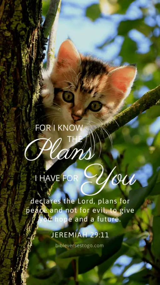 Christian Wallpaper – Tree Cat Jeremiah 29:11