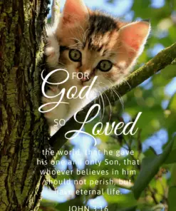 Christian Wallpaper – Tree Cat John 3:16