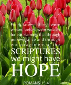 Christian Wallpaper - Tulip Hope Romans 15:4
