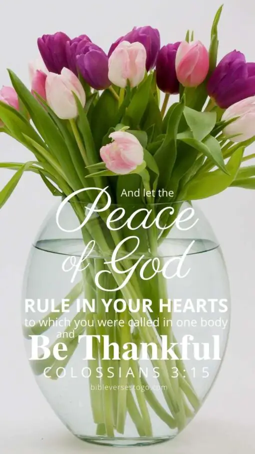 Christian Wallpaper - Tulip Vase Colossians 3:15
