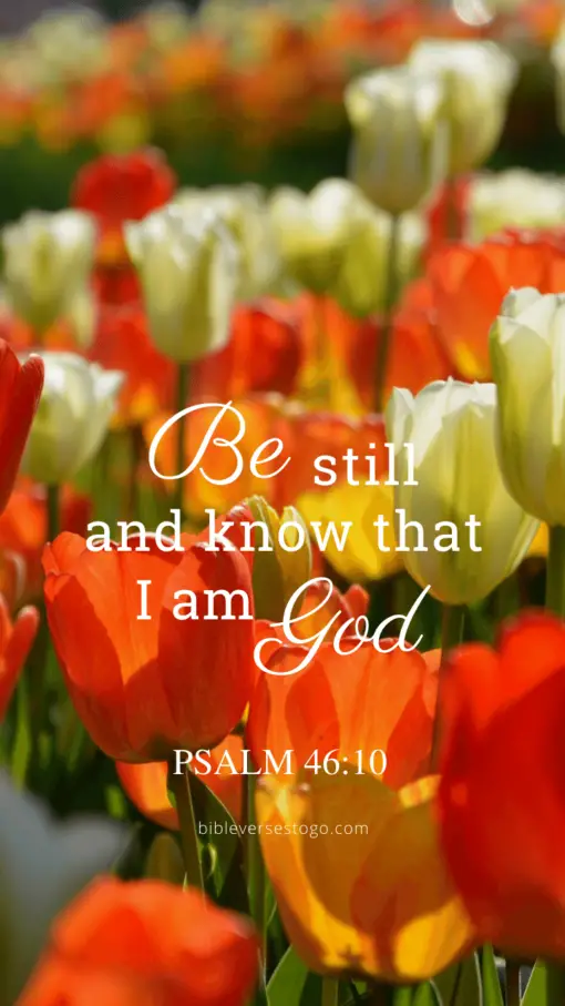 Christian Wallpaper – Tulips Psalm 46:10