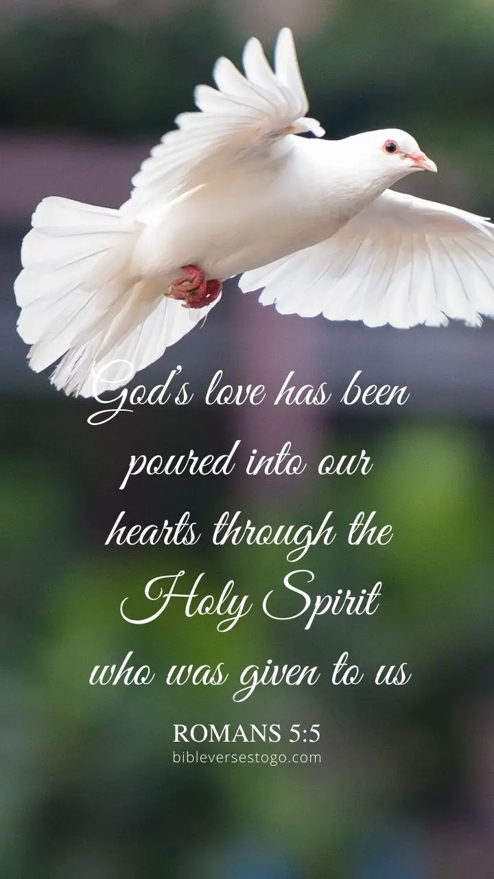 White Dove Romans 5:5 - Encouraging Bible Verses