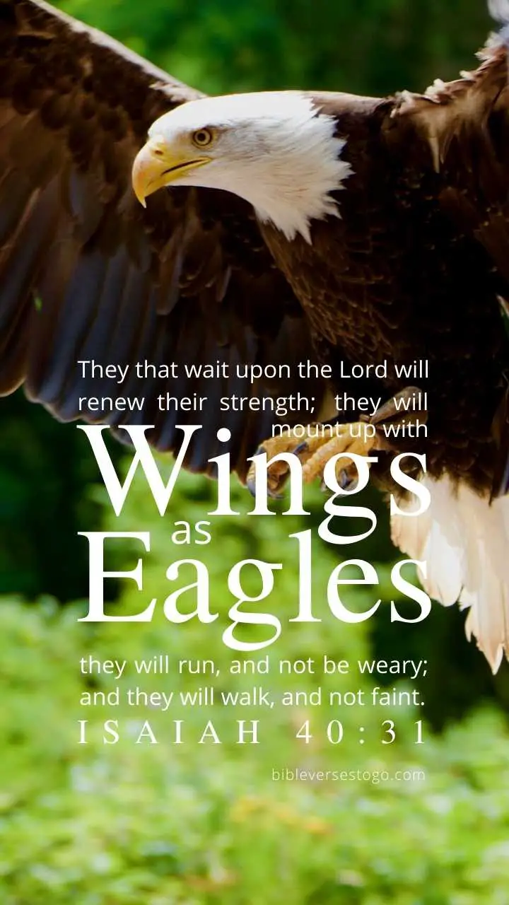 White Tail Eagle Isaiah 4031  Encouraging Bible Verses