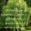 Christian Wallpaper - Willow Pond 2 Timothy 3:16