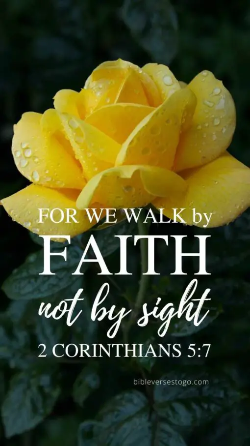 Christian Wallpaper - Yellow Rose 2 Corinthians 5:7