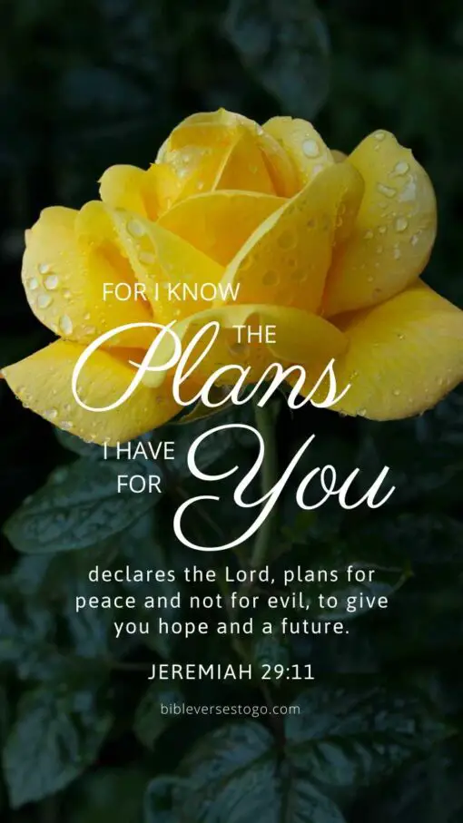 Christian Wallpaper – Yellow Rose Jeremiah 29:11